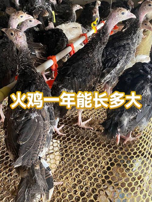 火鸡能活多少年