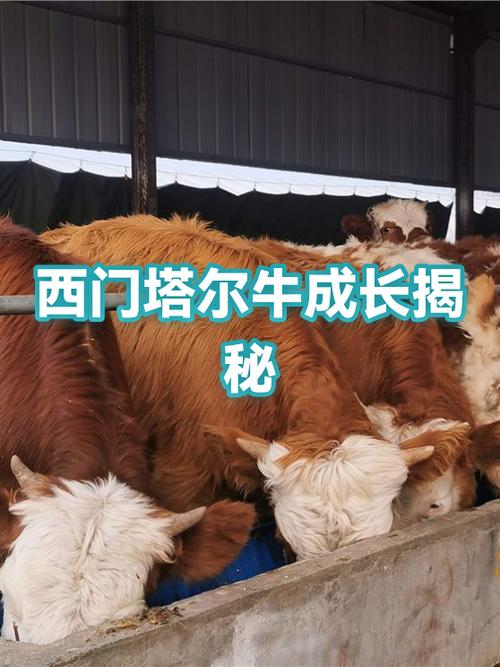我的世界怎么让牛快速长大