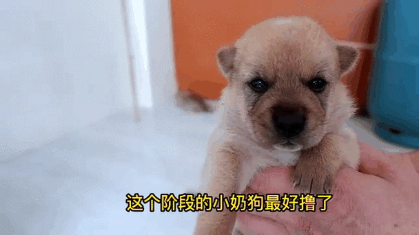 小奶狗的声音教学