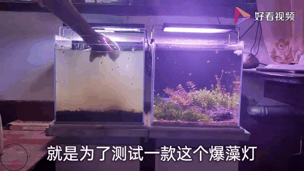 鱼缸灯对金鱼有影响吗缩略图