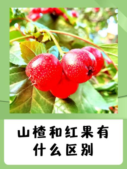 男人吃山楂壮阳吗