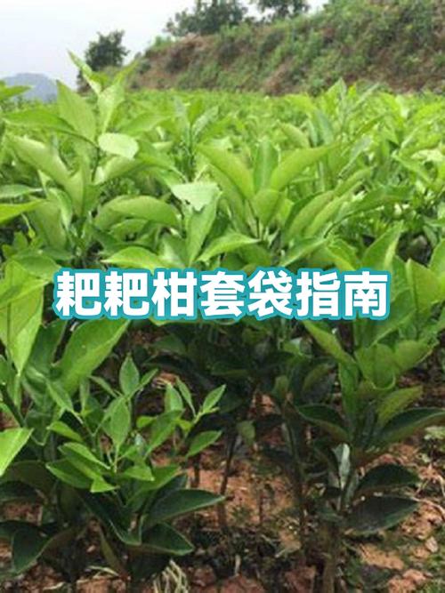 耙耙柑套袋和不套袋区别