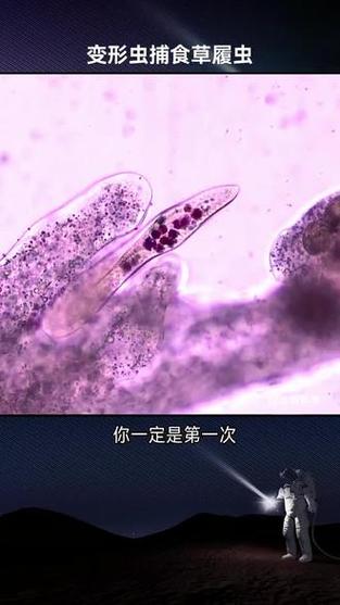 微生物的样子视频图标