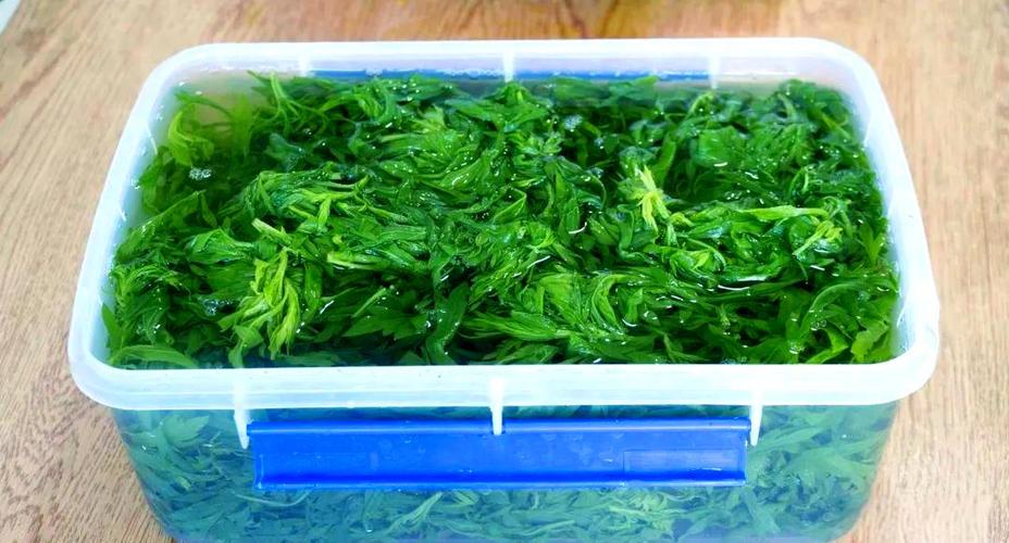鲜艾草怎么保存不会坏