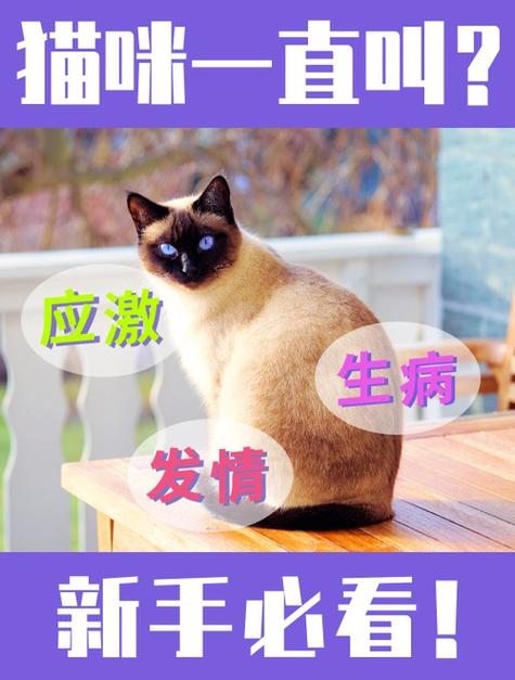 猫咪半夜一直叫不停是怎么回事图标