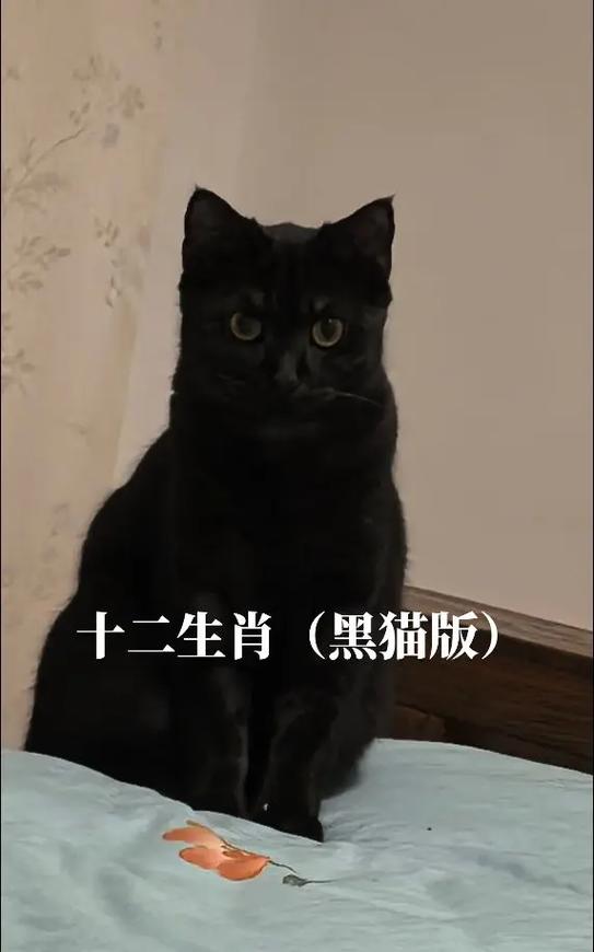 黑猫最旺三个属相是什么缩略图