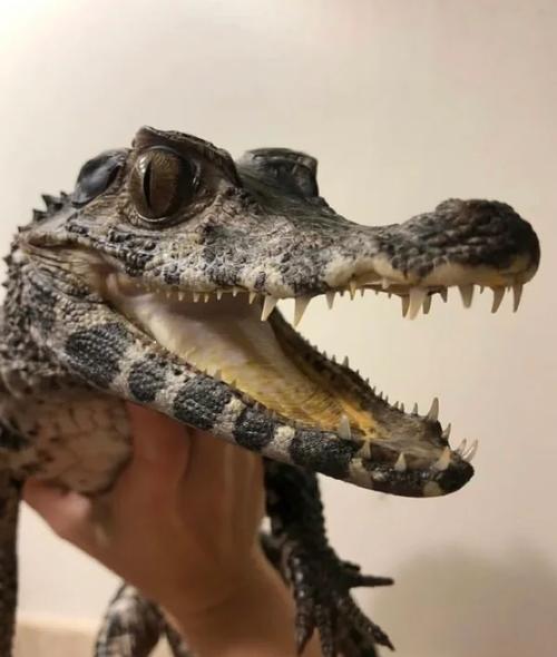 狮子蛇鳄鱼什么寓意