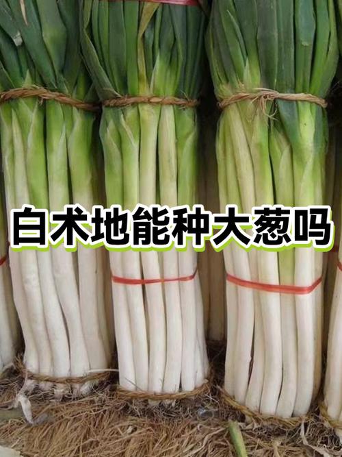 如何种大葱视频教程