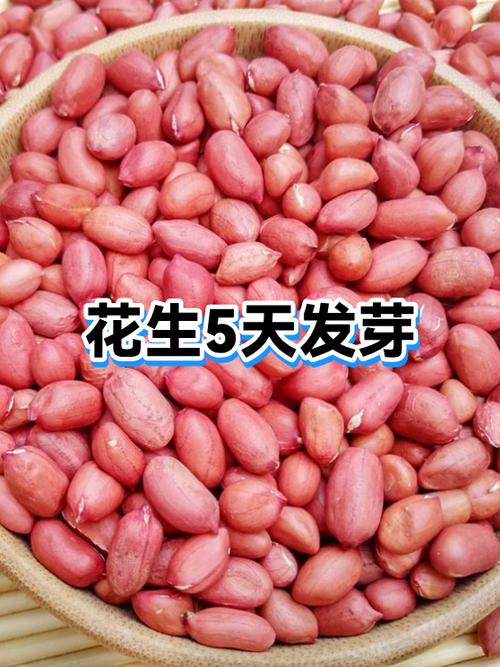 花生的发芽过程图片缩略图
