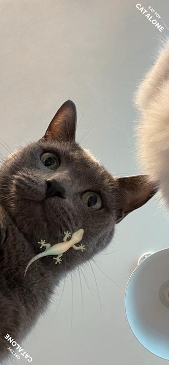 cat alone下载
