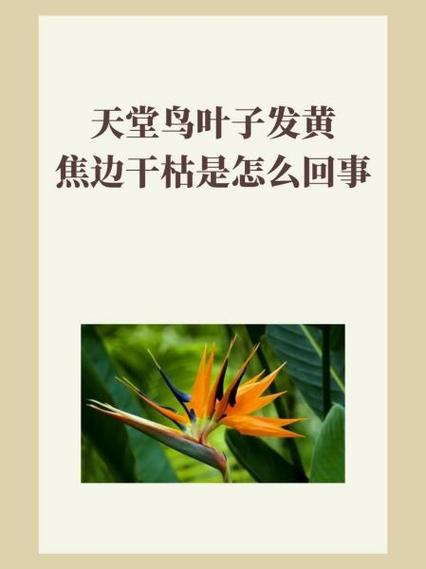 天堂鸟叶子焦边的原因