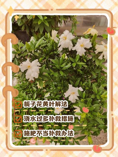 栀子花叶黄了补救措施
