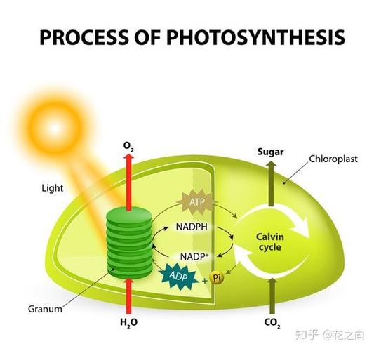 暗反应能量储存在哪里