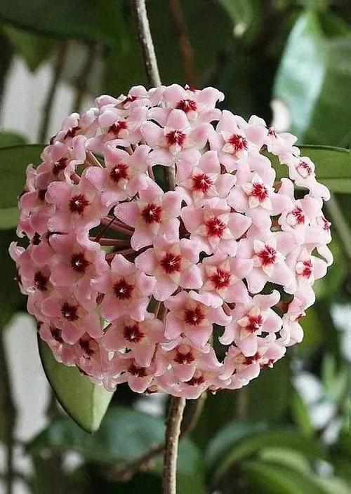 对猫咪无害的花卉植物