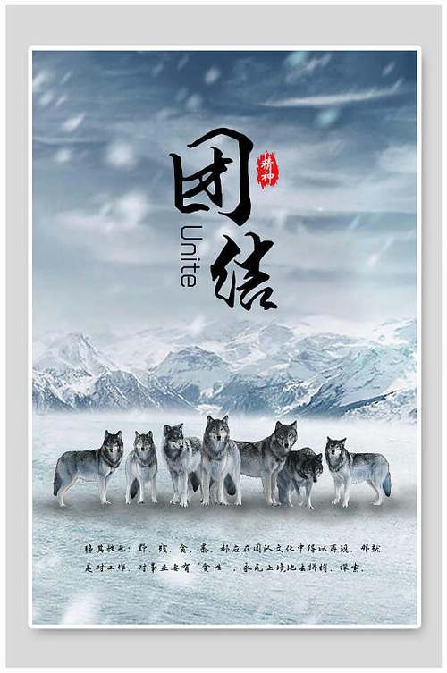 狼群团结吗
