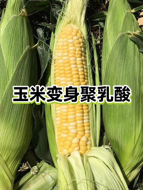 玉米转化