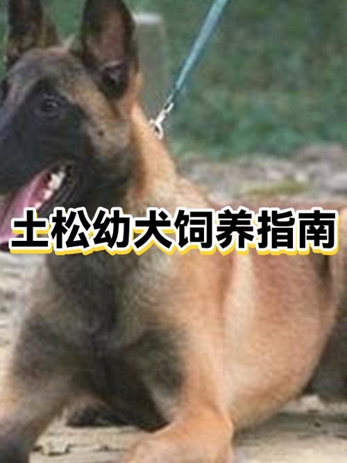 土松狗好养吗