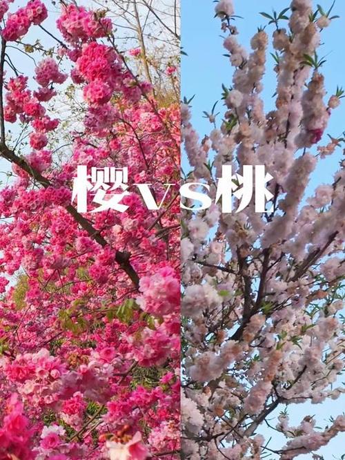 樱花是cherry还是sakura