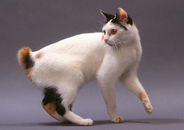 猫尾巴短
