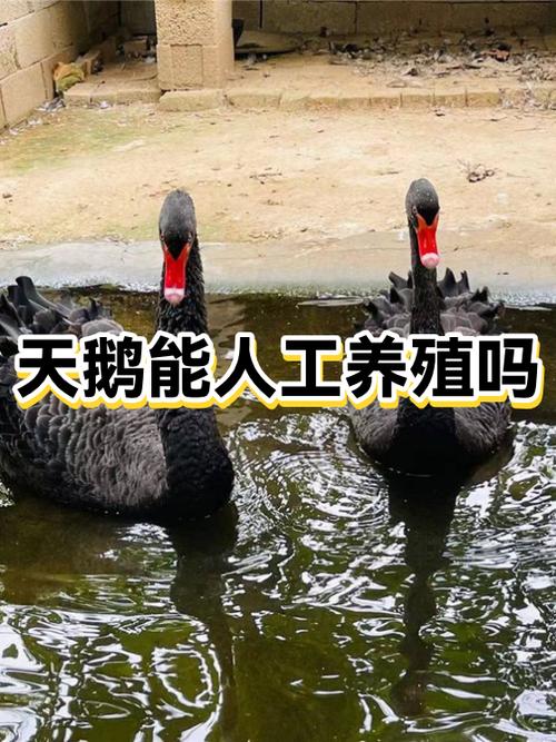 天鹅可以人工养殖吗