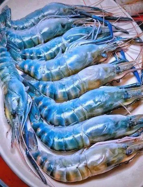 虾的种类大全图