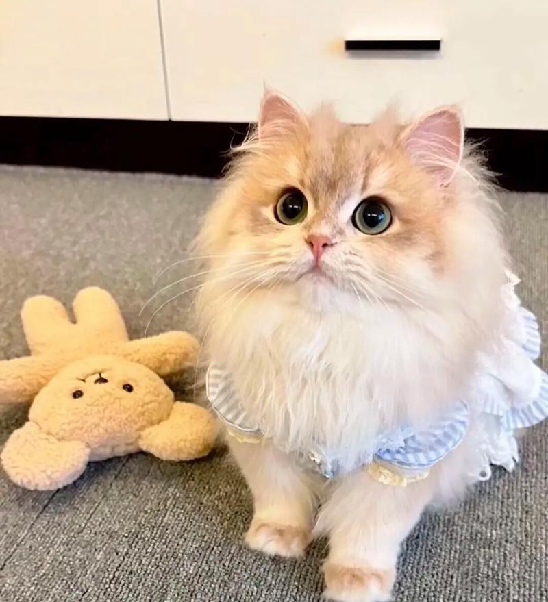 视频猫咪叫