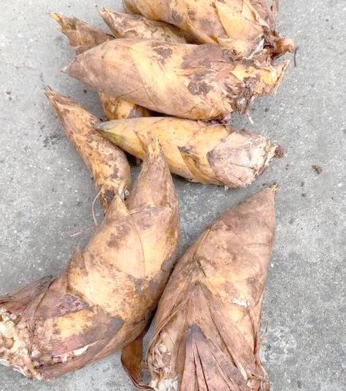 竹笋什么季节最好吃