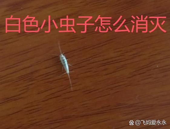 房间里有白色蠕动的虫子