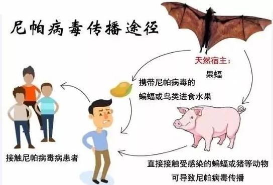 蝙蝠有艾滋病毒吗