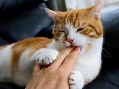 猫咪轻咬主人的原因