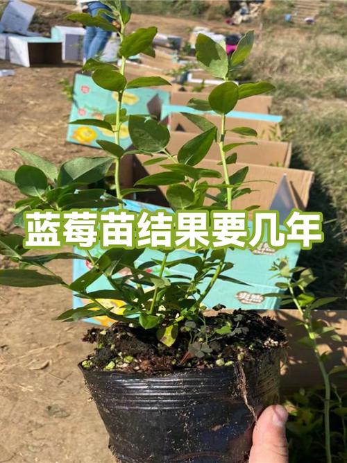 蓝莓5秒跳转隐藏路线百度