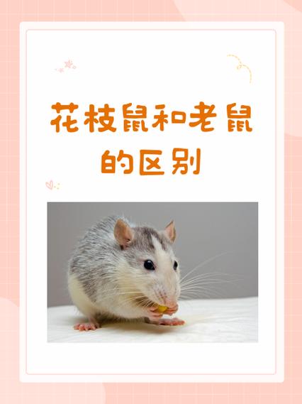 花枝鼠和老鼠的区别