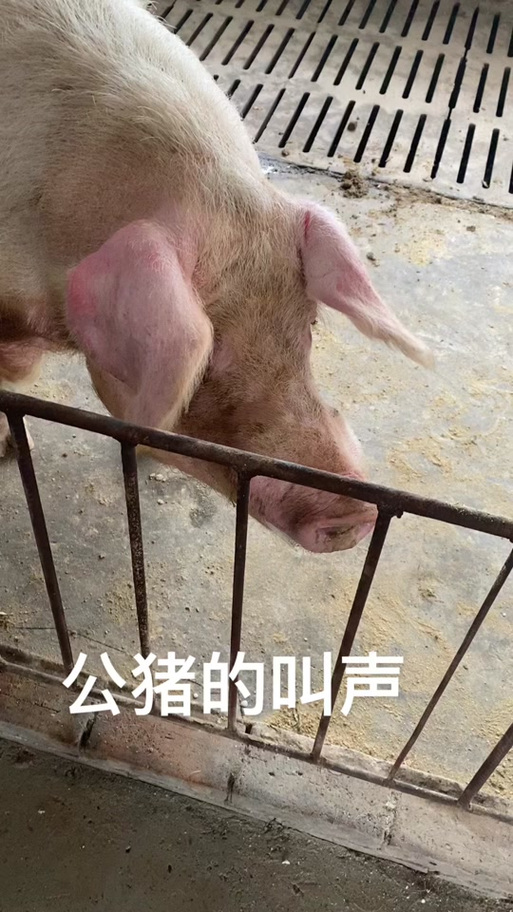 猪叫的拟声词