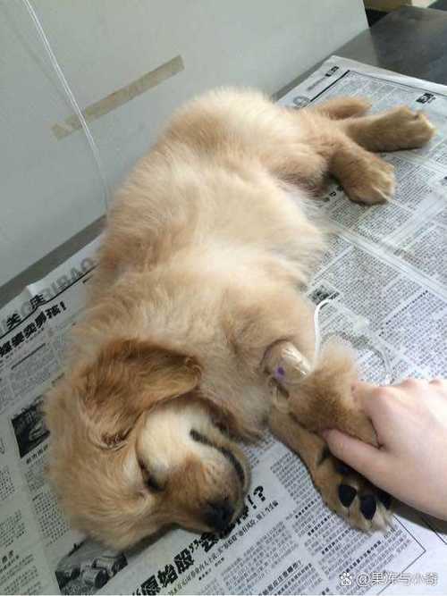 狗狗犬瘟是什么症状截图