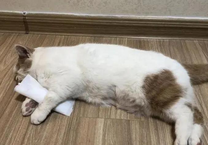 猫咪抽搐