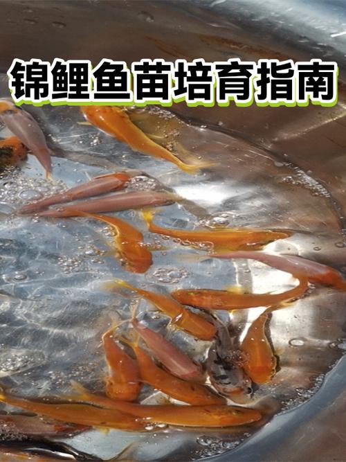 锦鲤鱼籽多久孵出小鱼图标