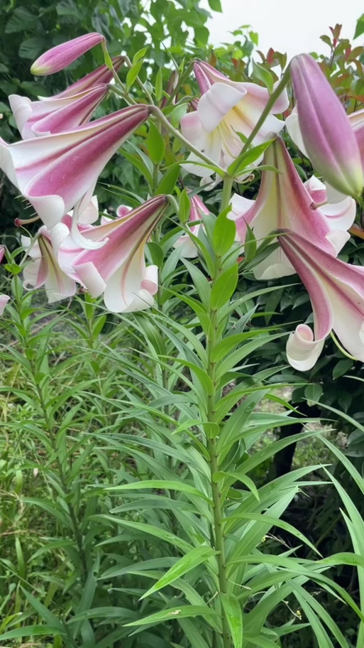 百合月亮系列的哪个品种最好