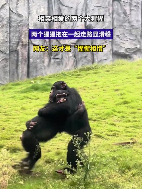 猩猩和猿猴