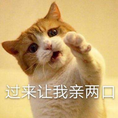 一对猫咪qq表情