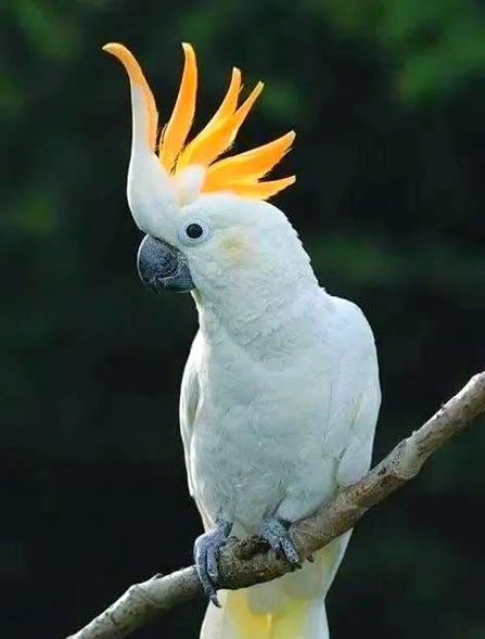 养葵花鹦鹉的感受