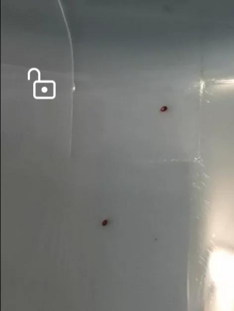 仓鼠身上的虫跑到人身上