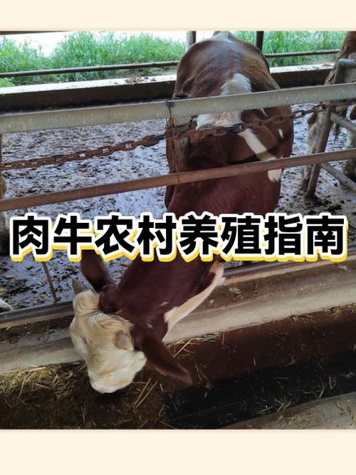 农村搞养殖的注意事项图标