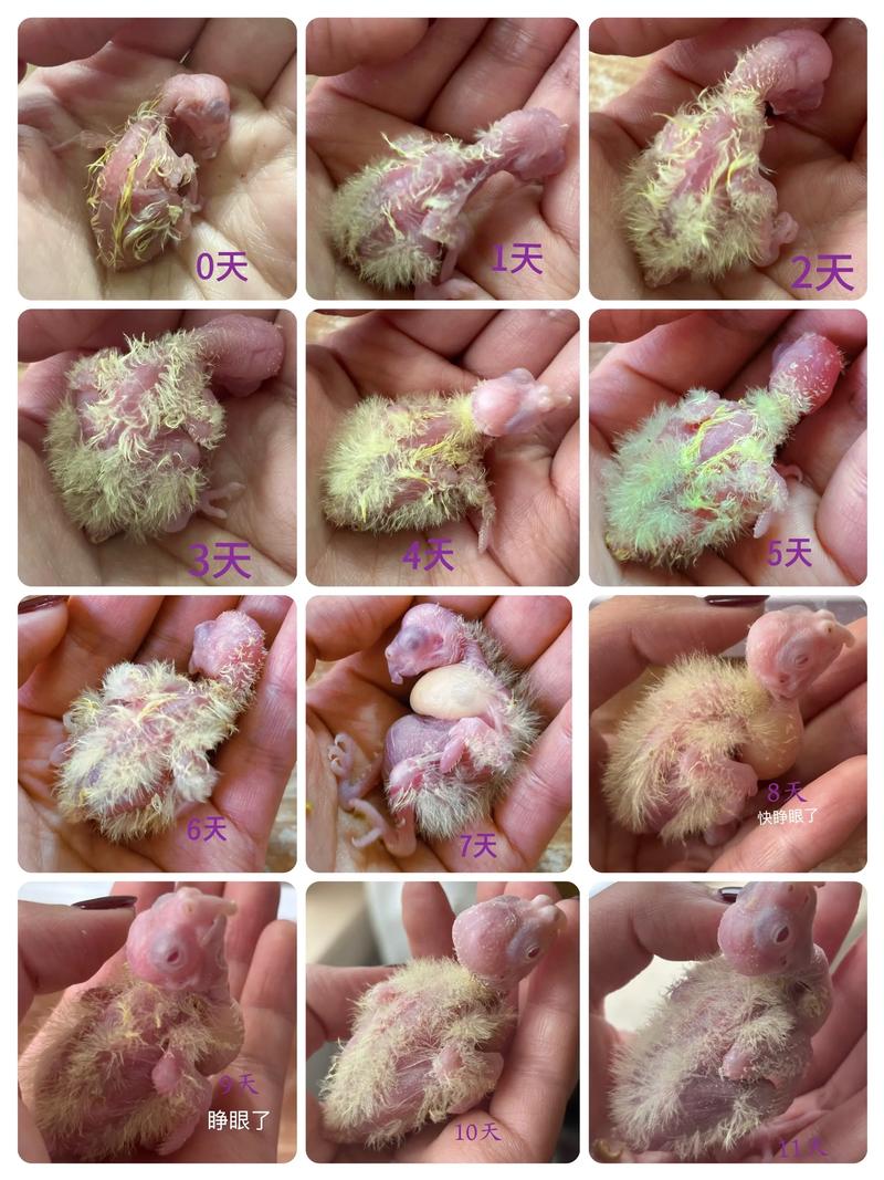 玄凤鹦鹉的孵化周期