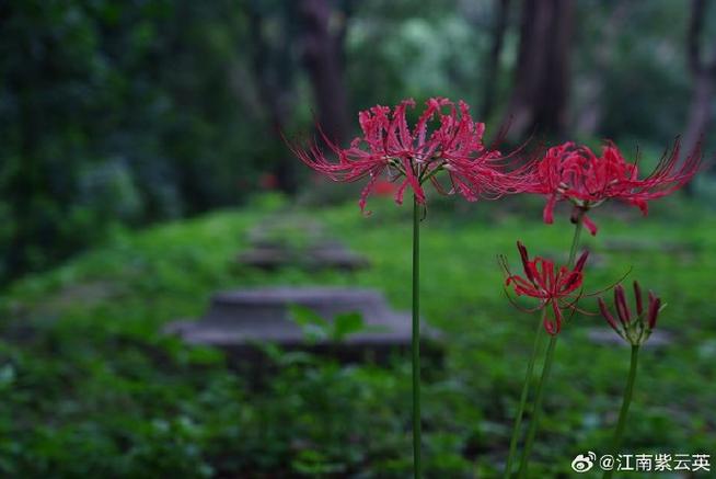 陌上花是指什么花游戏截图