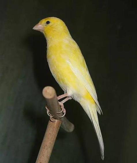 黄鸟