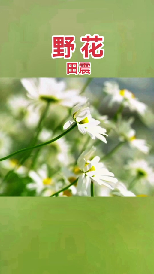 野花dj版