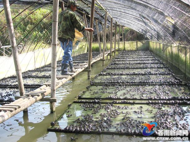 投资20万养牛蛙