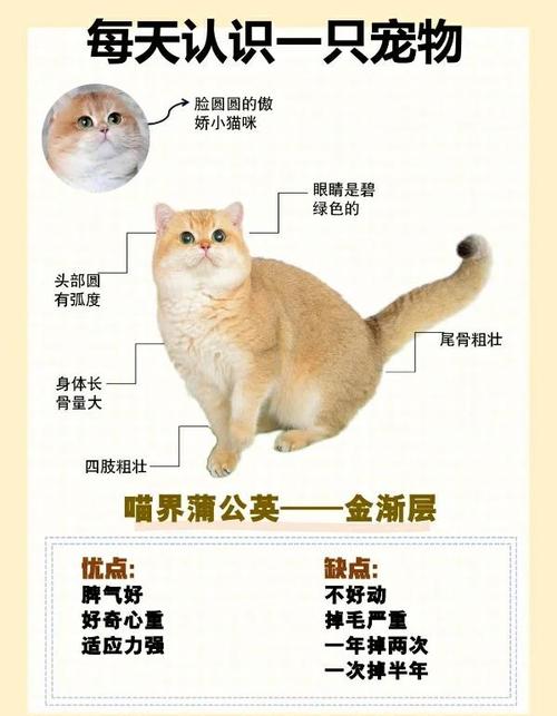 金渐层多少钱一只正常价
