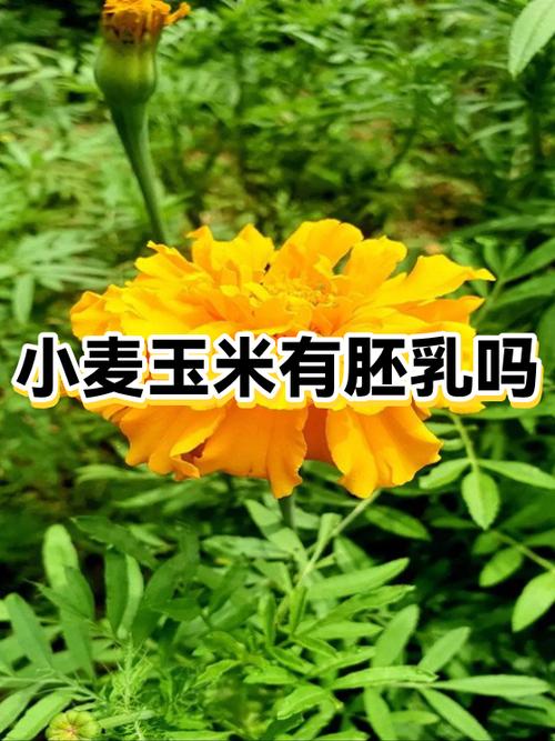 小麦玉米的子粒是种子吗