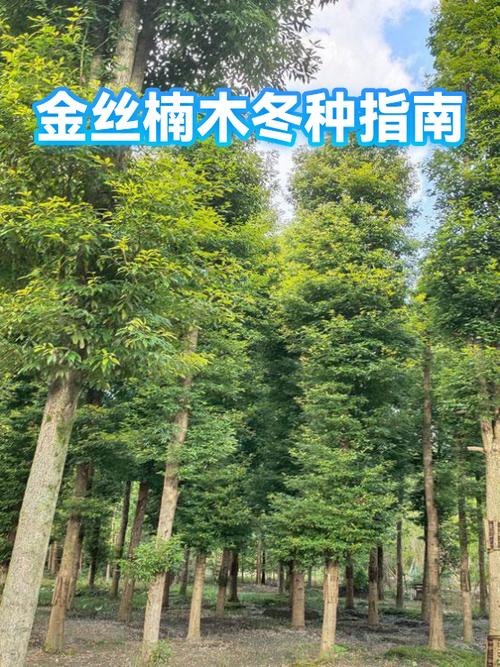 金丝楠木产自哪里